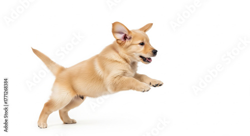 Happy Jumping Golden Labrador Retriever Mix Puppy Isolated on White Background