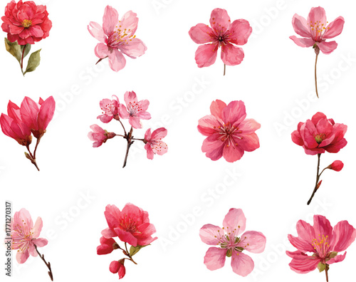 Hand painted watercolor flower collection