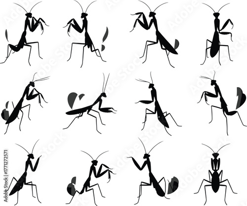 Praying mantis insect silhouette collection, wildlife predator bug drawing, entomology illustration, insect vector design, cad drawing flat vector illustration