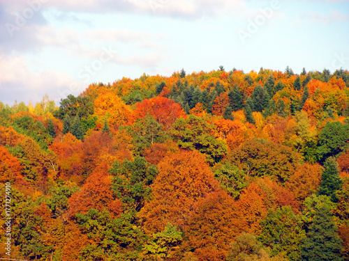 Majestic canopy of autumn forest colors