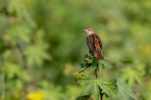 The zitting cisticola or streaked fantail warbler is a widely distributed Old World warbler whose breeding range includes southern Europe, Africa, and southern Asia down to northern Australia