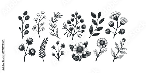 Collection of Hand-Drawn Botanical Elements and Flowers