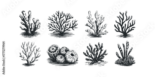 Collection of eight marine invertebrate sketches