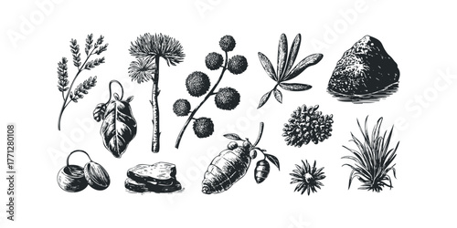 Collection of hand-drawn botanical and geological elements