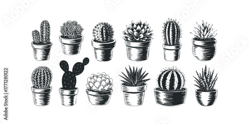 Collection of Potted Succulent and Cactus Plants