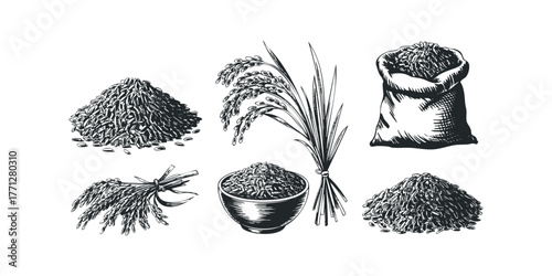 Hand Drawn Rice Harvest Collection With Grains And Stalks