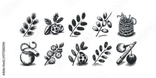 Collection of hand drawn botanical elements and objects