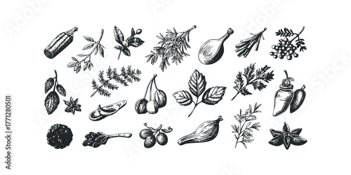 Collection of Hand Drawn Botanical Elements and Spices