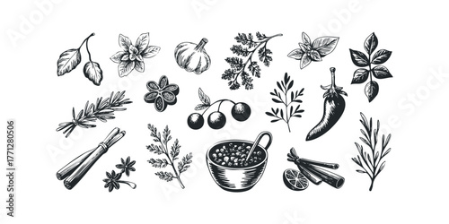 Collection of Hand-Drawn Culinary Herbs and Spices