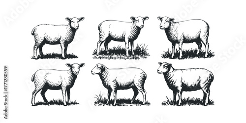 Six Sheep Standing on Grass Sketch