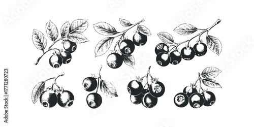 Several branches with blueberries and leaves