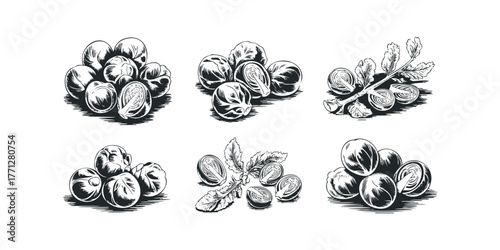 Vegetable illustration with brussels sprouts whole and halved