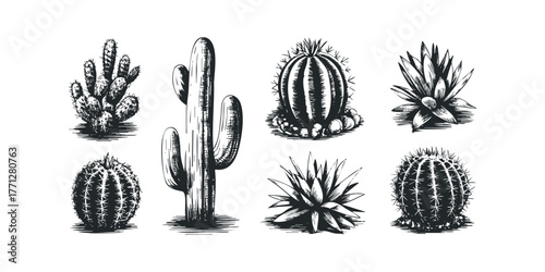 Collection of Diverse Cacti and Succulent Plants in Stylized Sketch