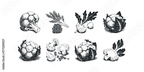 Collection of Black and White Botanical Illustrations