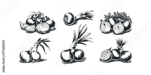 Collection of six hand-drawn onion illustrations with varied arrangements and views