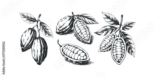 Cocoa Pods and Leaves Hand Drawn Sketch