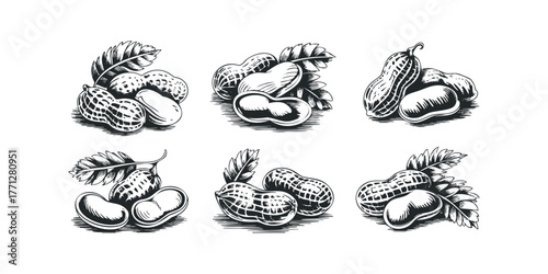 Six Vintage Peanut Clusters with Leaves Graphic