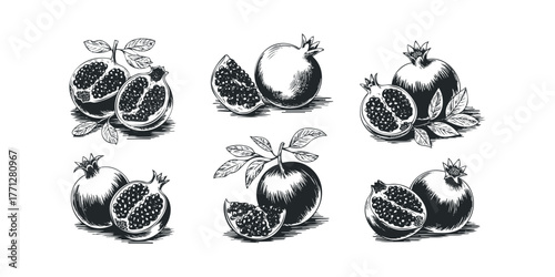 Pomegranate and Leaf Sketch Collection