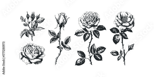 Engraved Black Rose Stems with Buds and Blossoms