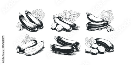 Zucchini and Leaves Still Life in Vintage Etching Style
