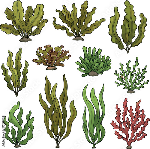 Make Seaweeds. Aquarium, ocean and undersea algae. Wracks, laminaria, kelp marine tropical water life. Cartoon vector illustration isolated on white background.