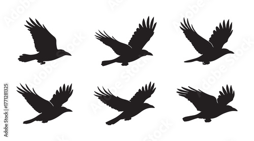 flying crow silhouette bundle collection