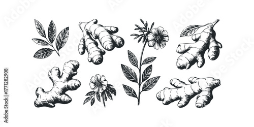 Hand Drawn Ginger Root and Flower Sprig Collection