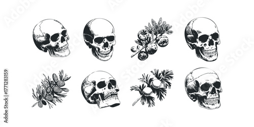 Skulls and botanical branches sketch compilation