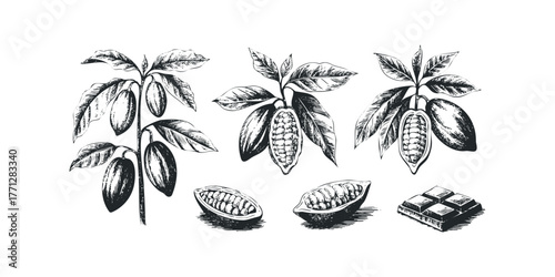 Cocoa pods and chocolate bar still life sketch