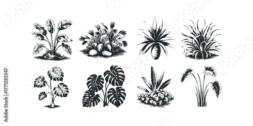 Collection of eight distinct botanical drawings featuring various tropical plants and foliage