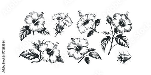 Black and white hibiscus flowers and leaves collection