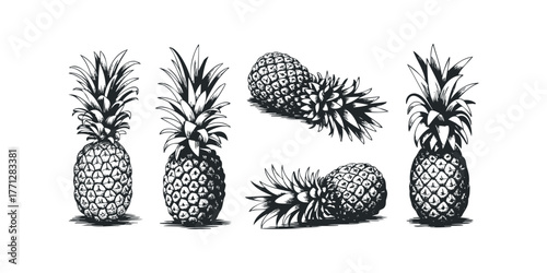 Five Hand Drawn Pineapples Various Poses Isolated Black and White