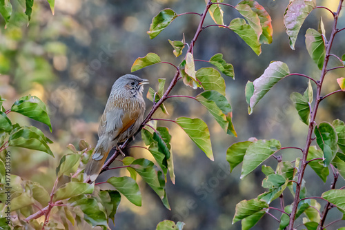 The white-capped bunting or chestnut-breasted bunting is a species of bird in the family Emberizidae.
