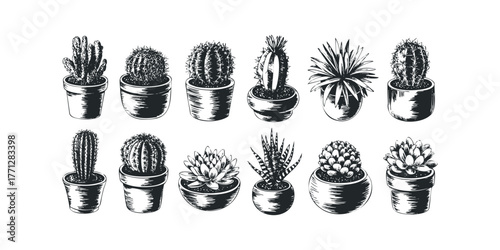 Group of potted succulents and cacti sketches