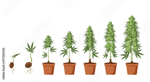 Detailed infographic showing the sequential development of a marijuana plant, from sprouting seed to a mature, budding cannabis flower.
