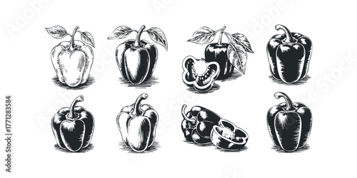 Bell Pepper Collection Hand Drawn Engraving Style