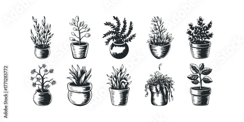 Collection of Ten Potted Plant Sketches