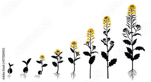 Life cycle and growth stages of a flowering plant with yellow blossoms, depicted from germinating seed to its full mature form.