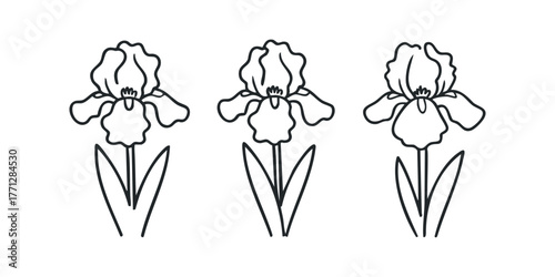 Three outlined iris flowers with stems and leaves