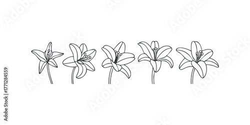 Outline graphic of five lilies on white background