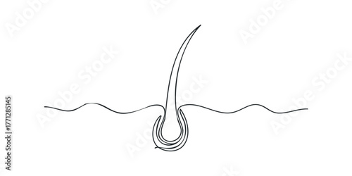 Single line drawing of hair follicle