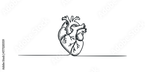 Line art anatomical heart with vascular system