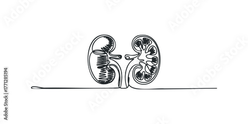 Kidney anatomy cross-section in continuous line style