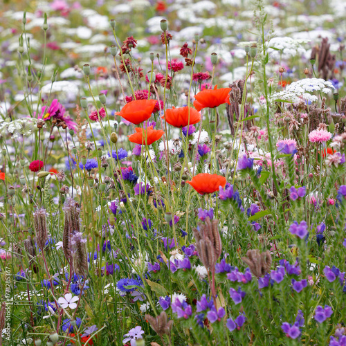 Wild flower meadow with poppies.