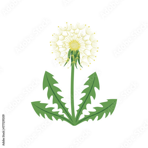 A simple illustration of a dandelion flower with green leaves.