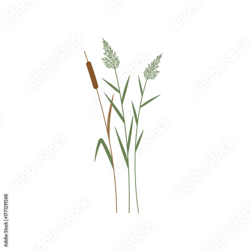 Illustration of Cattail and Reeds on a White Background.