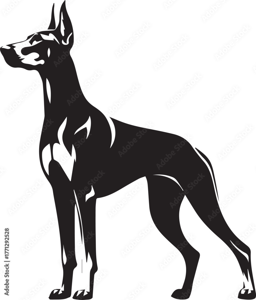 Obraz premium Dobermann Dog Vector