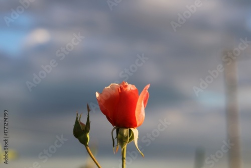 秋の曇り空とバラの花