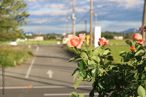 秋の田舎道に咲くバラの花