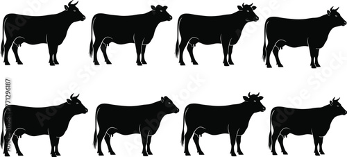 Cow silhouette vector set, black farm animal icons, side profile poses, livestock design, rural cattle illustration, horned cow artwork, pasture theme